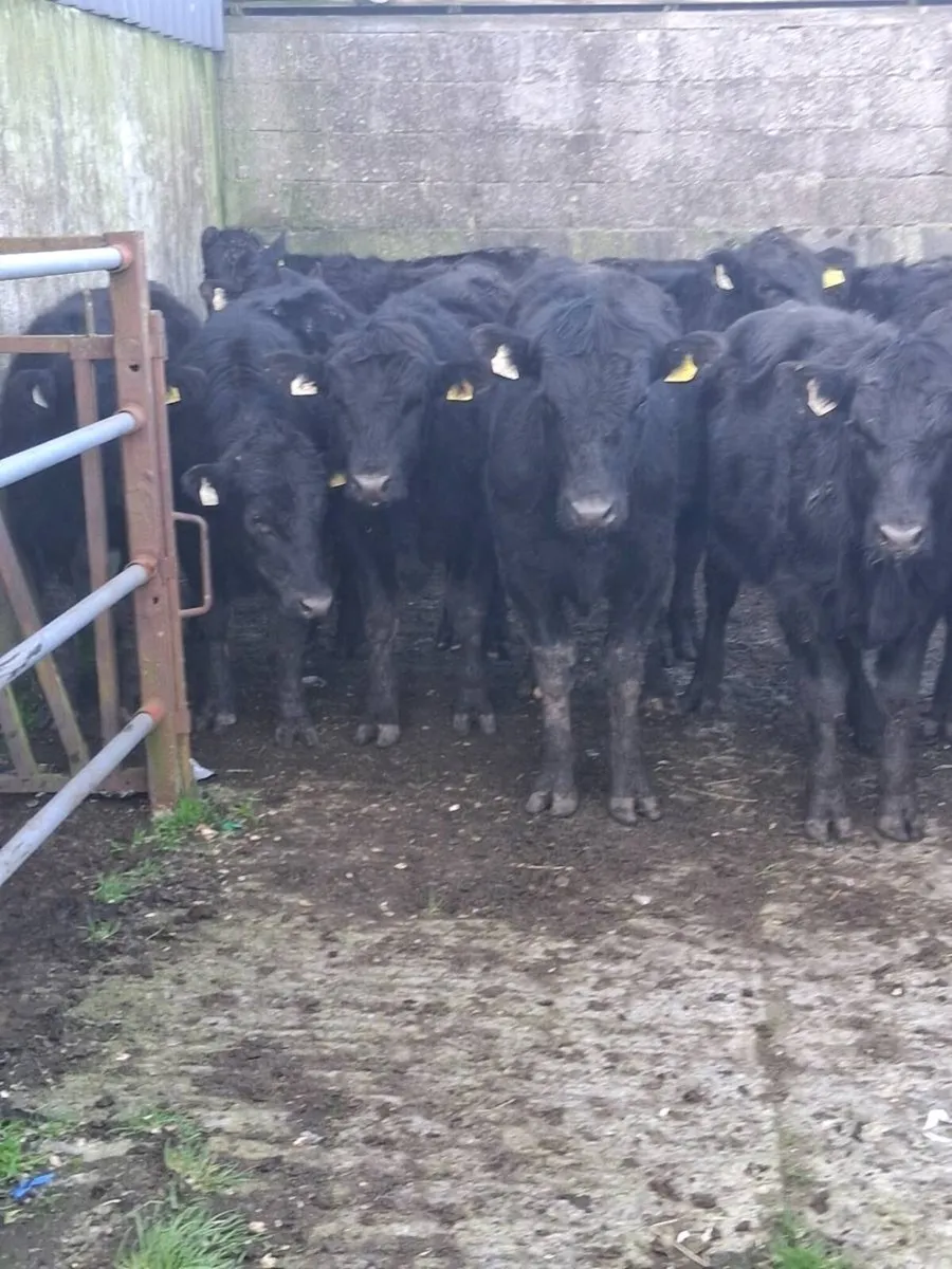 Super angus weanlings ballinasloe mart sat 21st. - Image 1