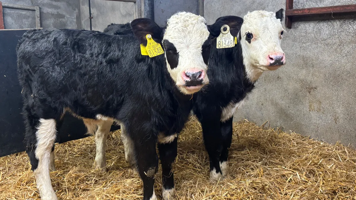 2 Super Hereford Bull Calves - Image 3