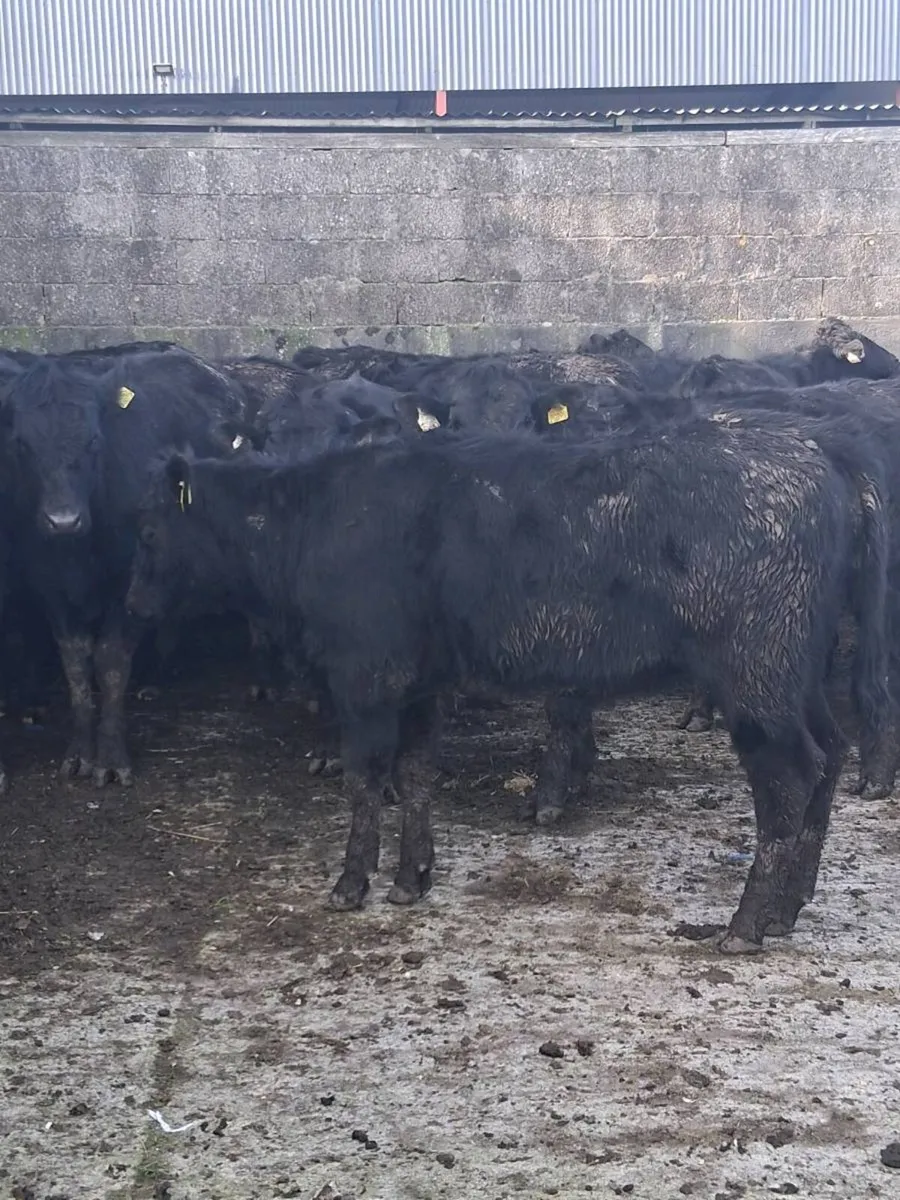 Super angus weanlings ballinasloe mart sat 21st. - Image 3