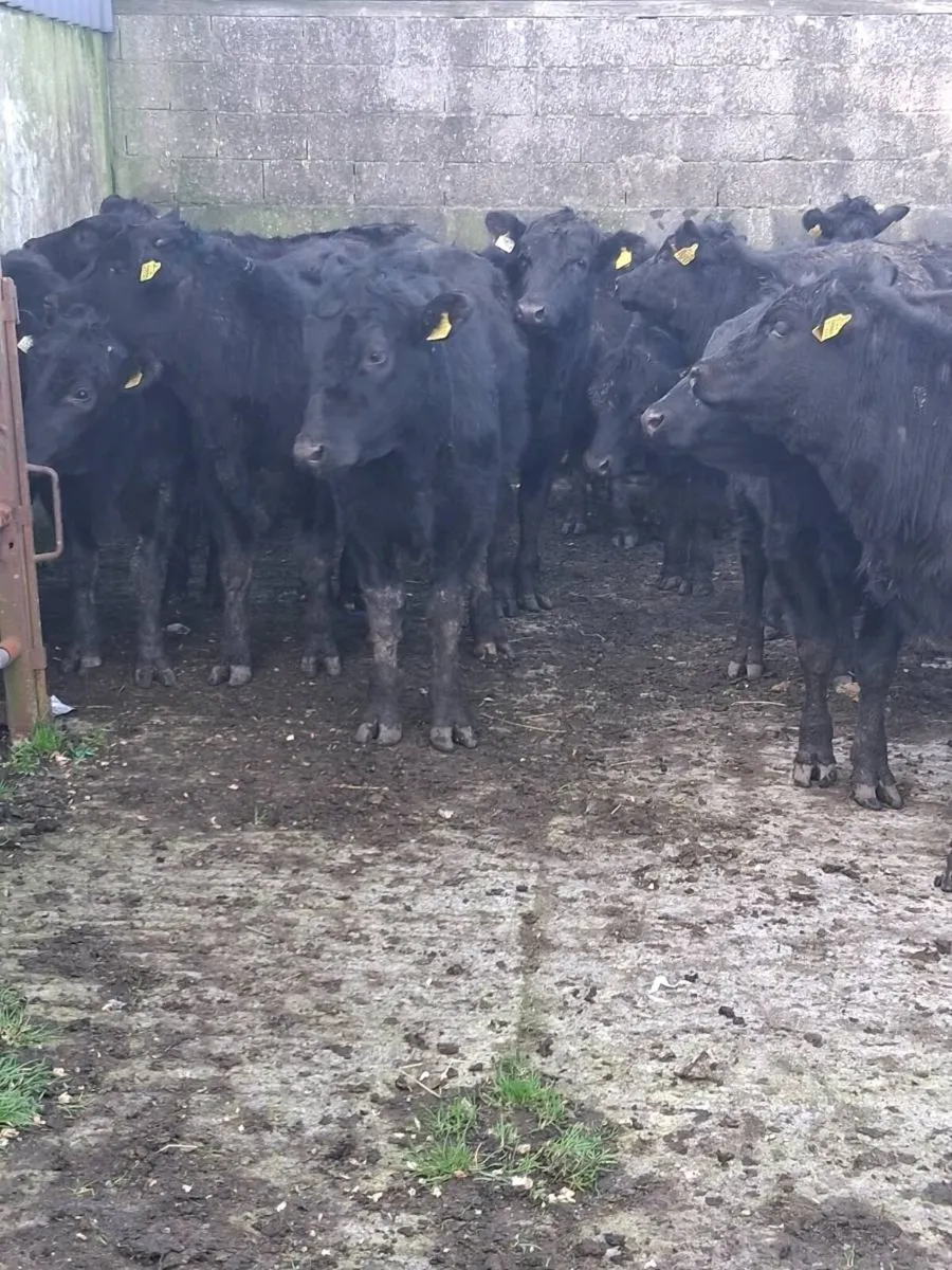Super angus weanlings ballinasloe mart sat 21st. - Image 2