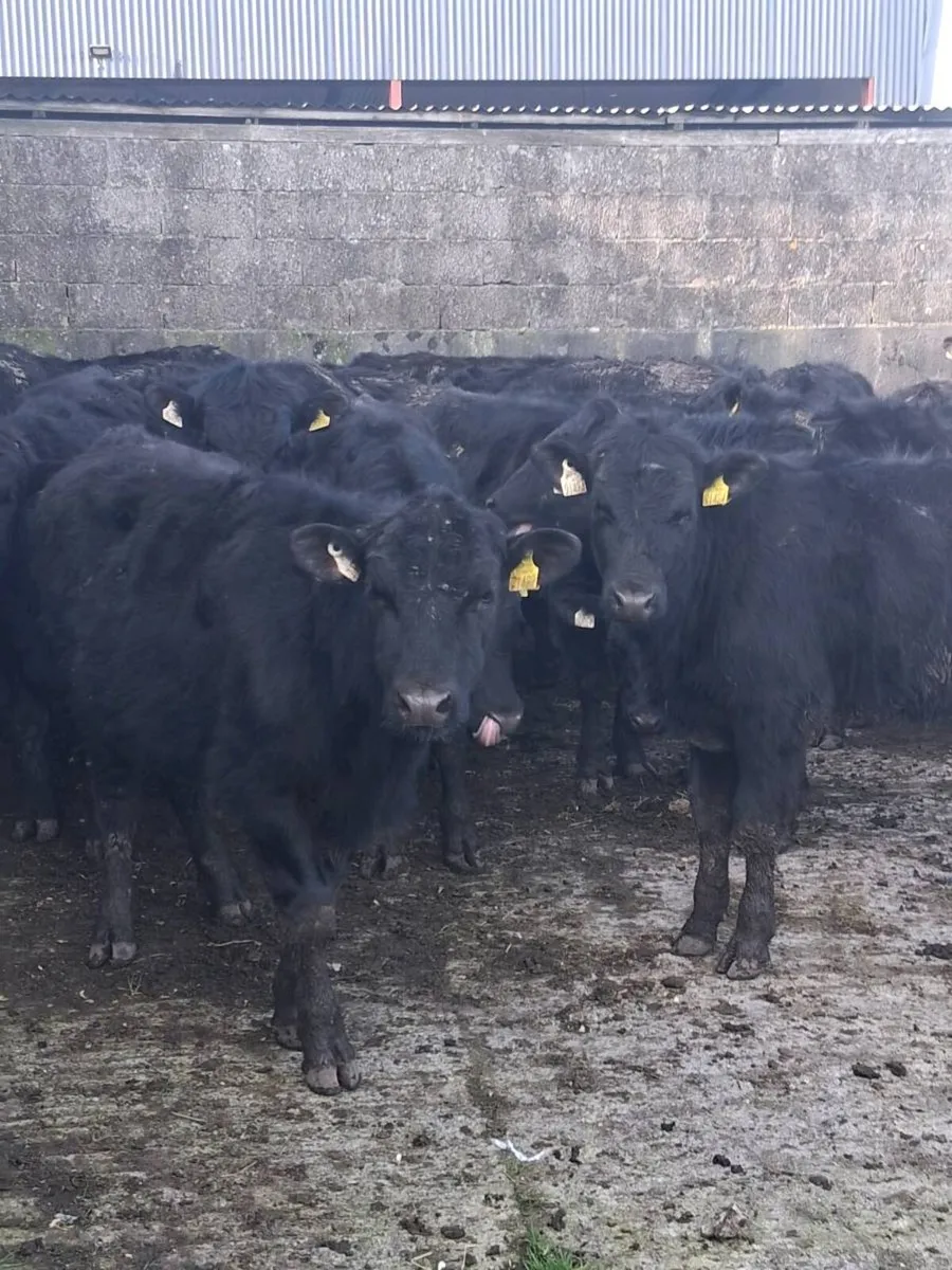 Super angus weanlings ballinasloe mart sat 21st. - Image 4