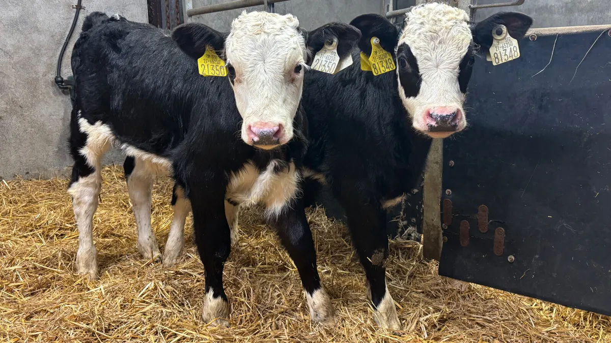 2 Super Hereford Bull Calves - Image 1