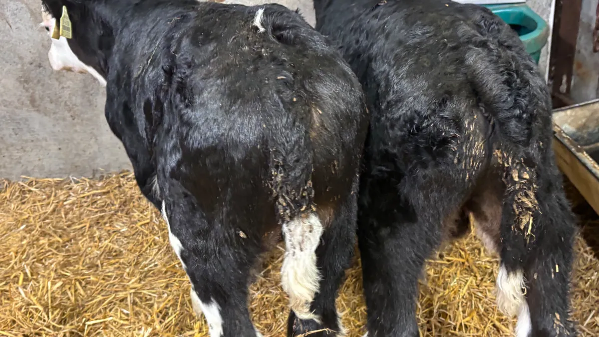 2 Super Hereford Bull Calves - Image 4