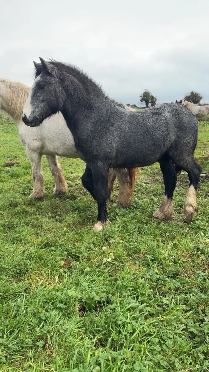 Smashing Cob Colt - Image 1