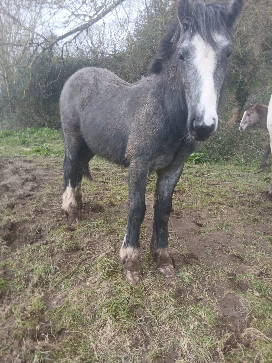 Smashing Cob Colt - Image 2
