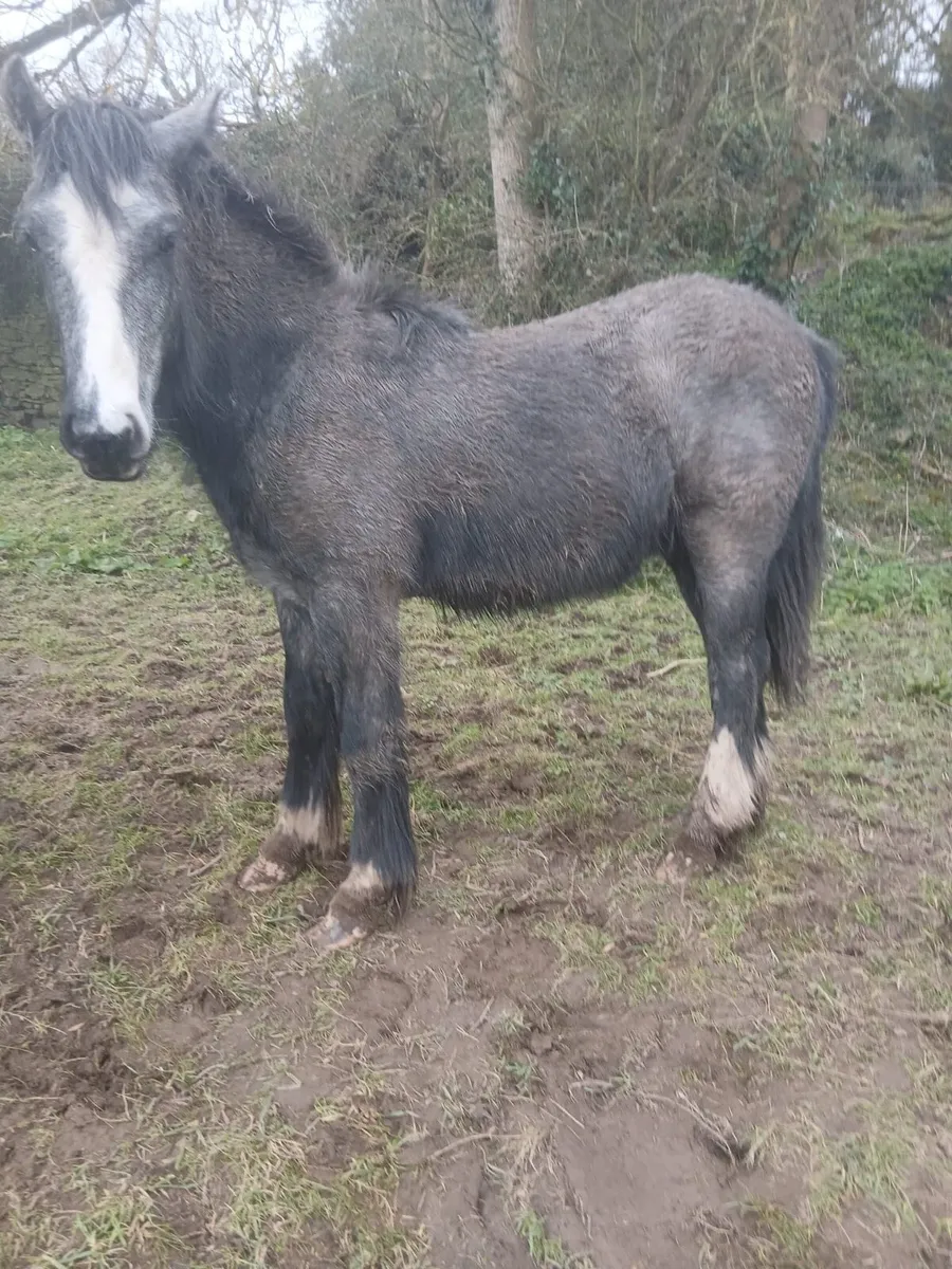 Smashing Cob Colt - Image 3