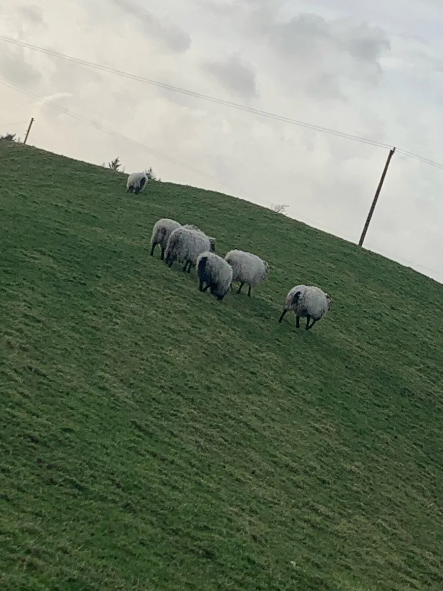 Mountain hoggets - Image 1