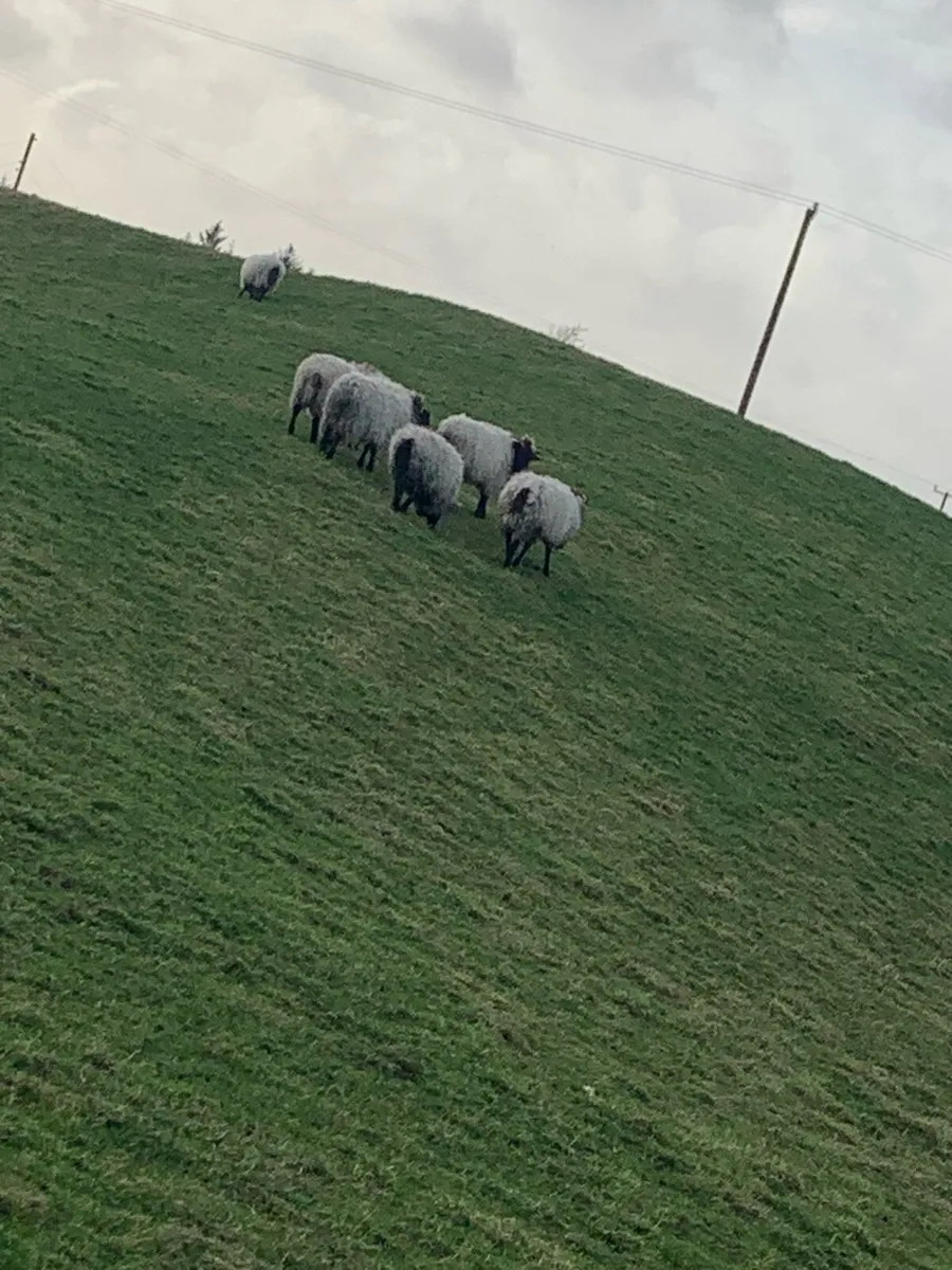 Mountain hoggets - Image 2