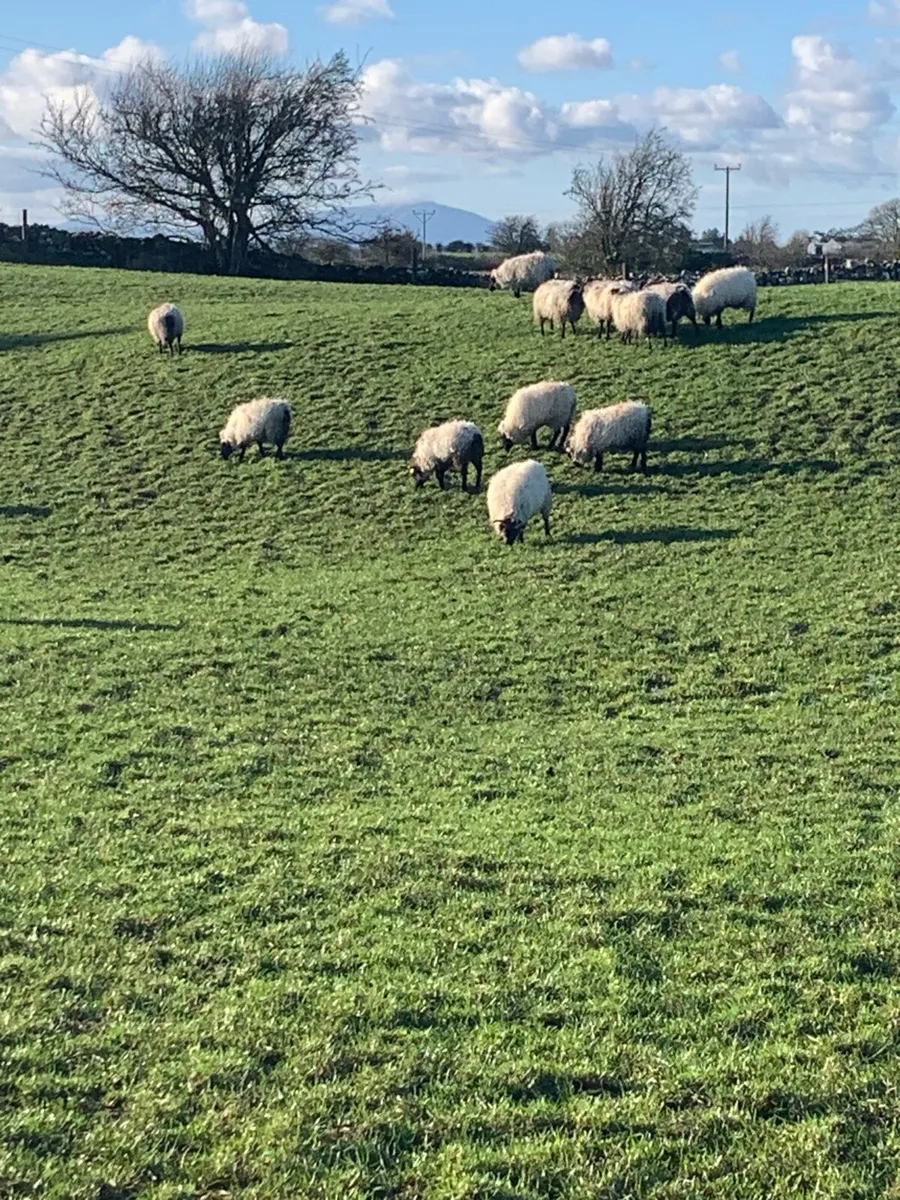 Mountain hoggets - Image 3