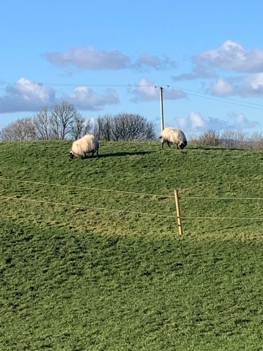 Mountain hoggets - Image 4