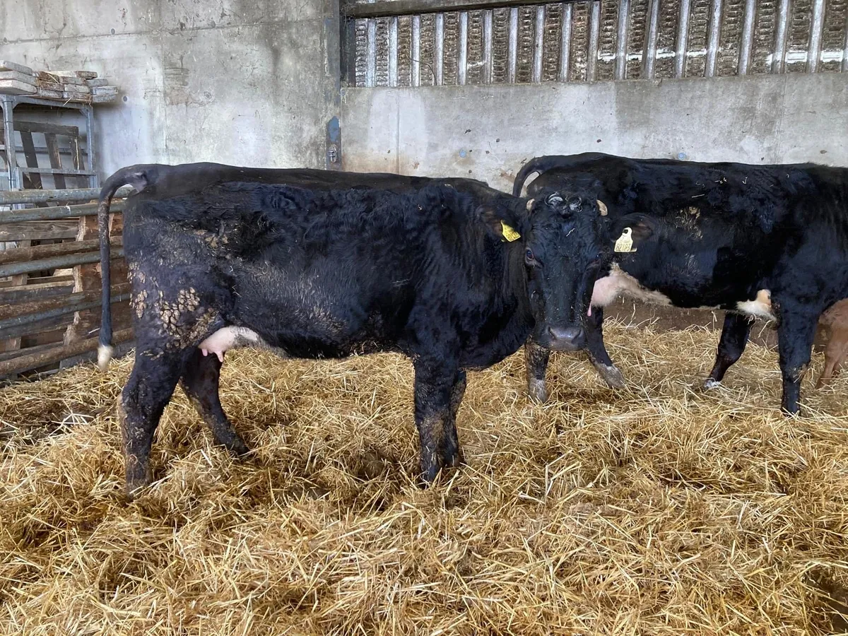 Cows and calves - Image 4