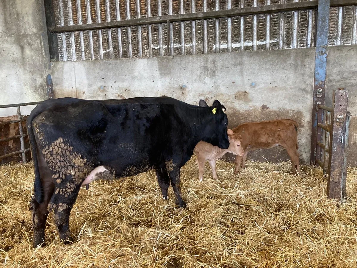 Cows and calves - Image 3