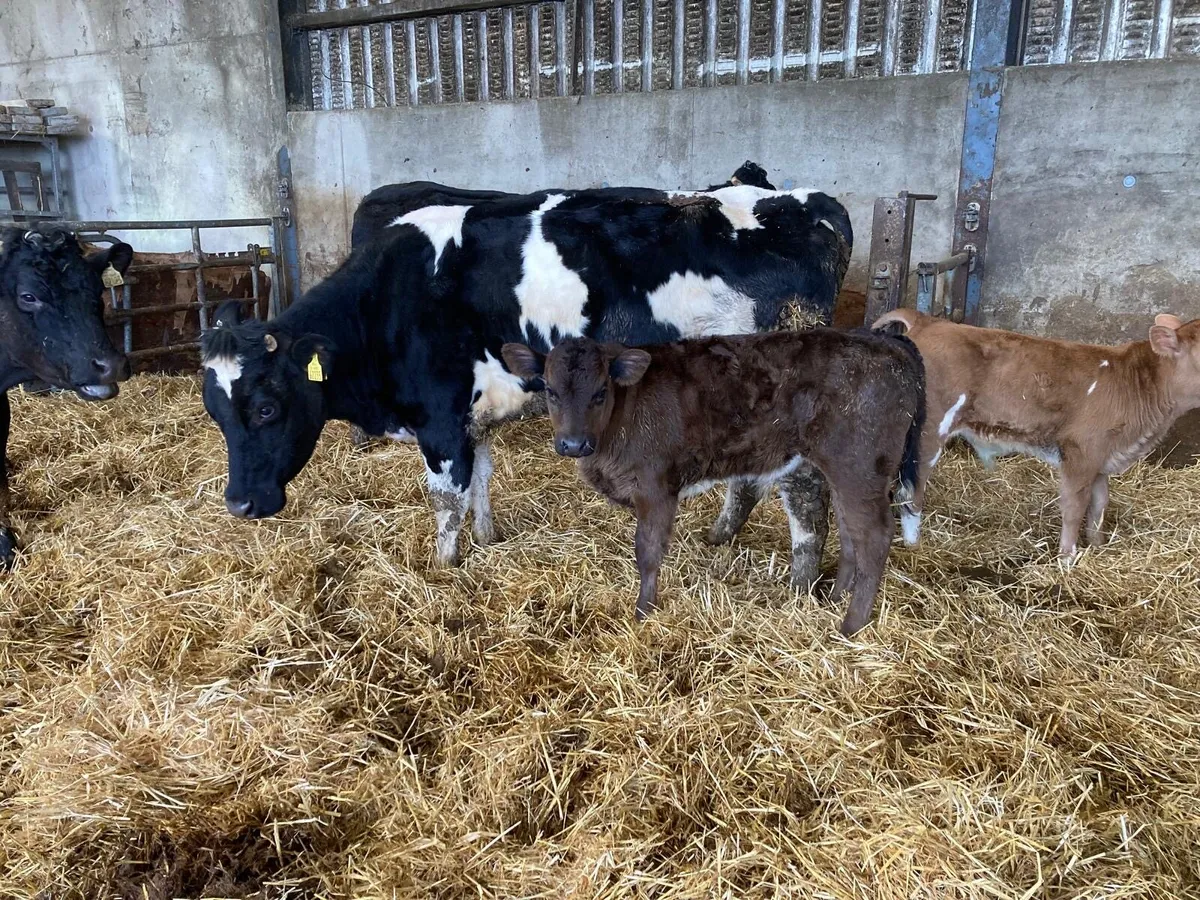 Cows and calves - Image 2
