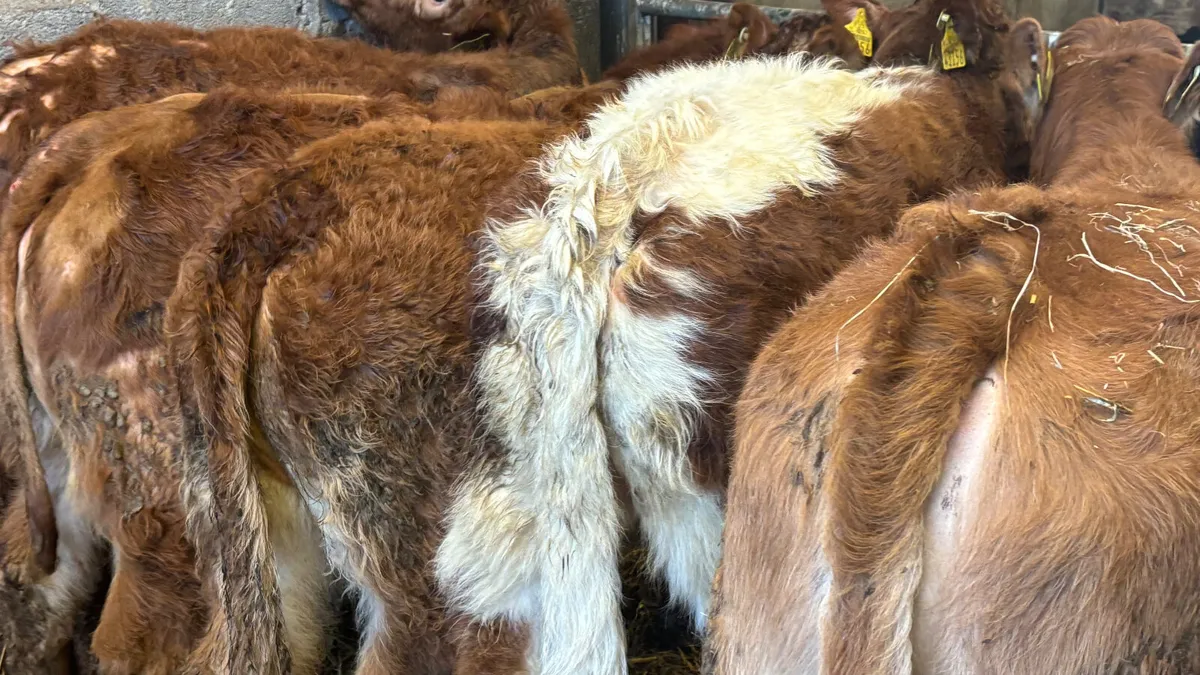 5 Suckler Bred Limousin Heifer Wealings - Image 4