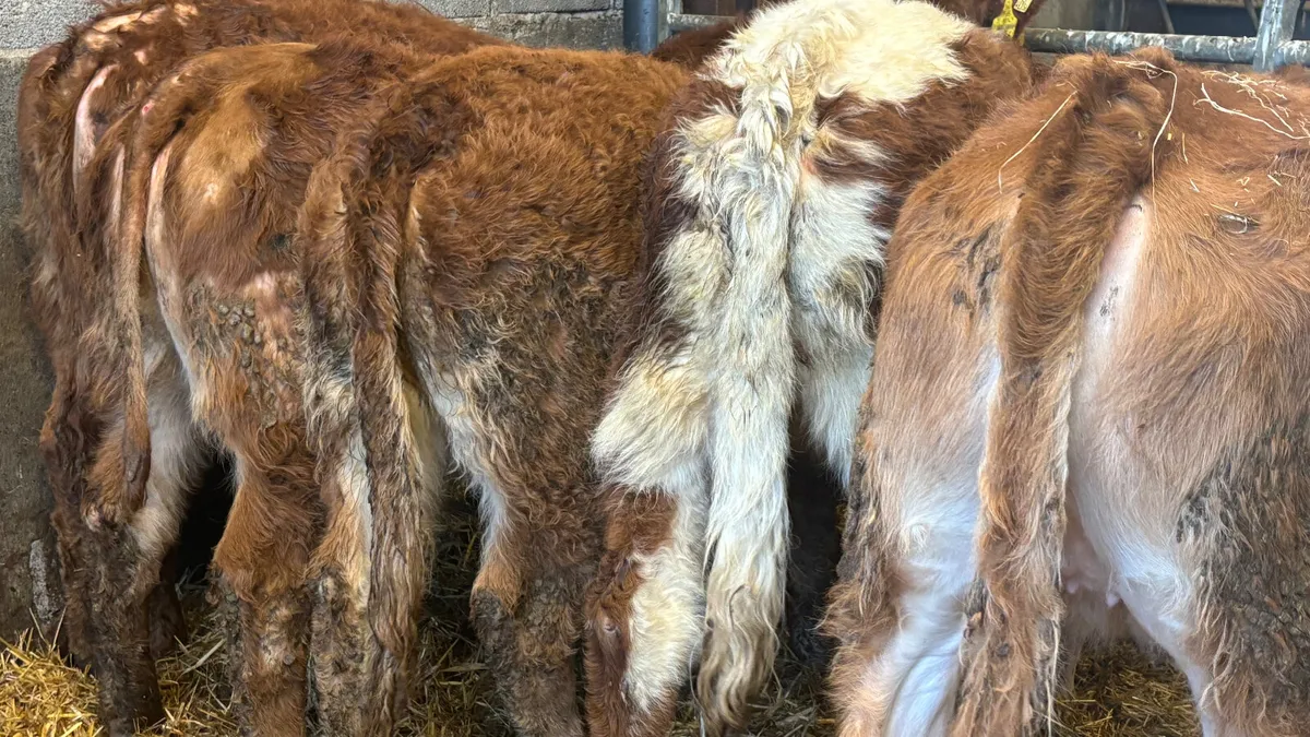 5 Suckler Bred Limousin Heifer Wealings - Image 2