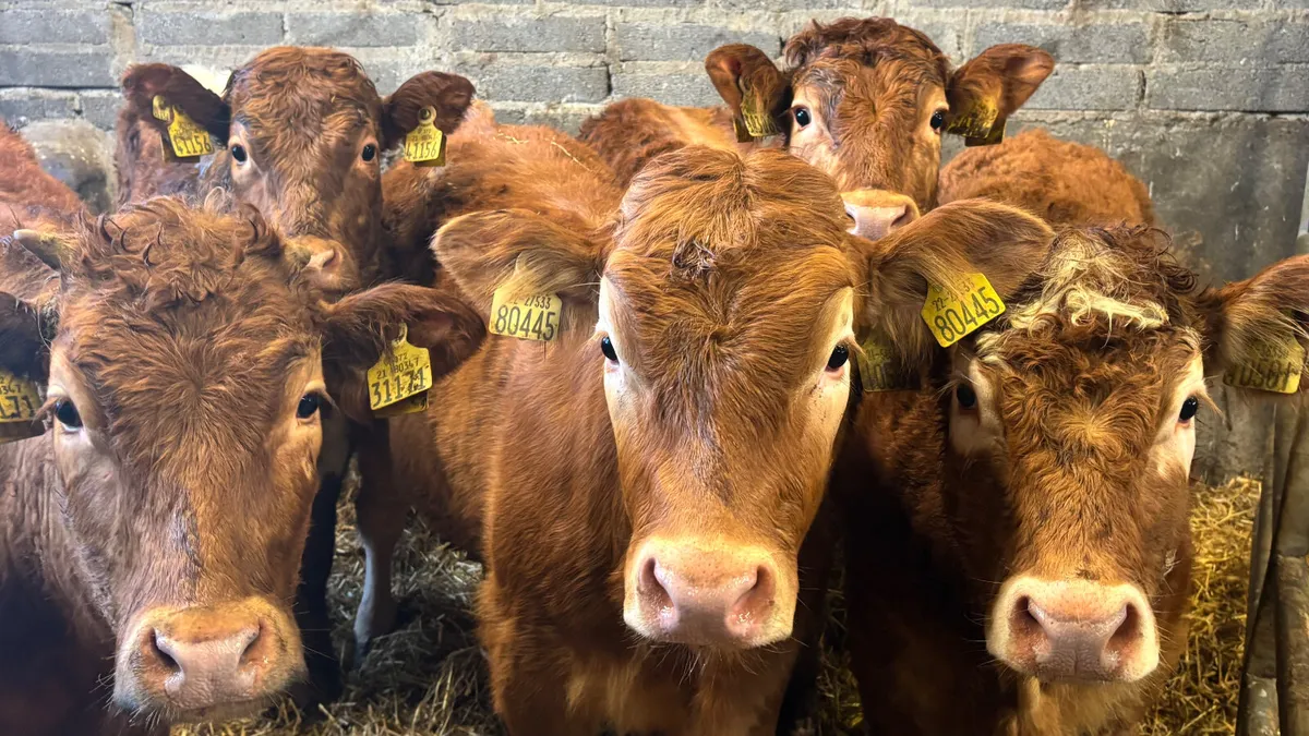 5 Suckler Bred Limousin Heifer Wealings - Image 1