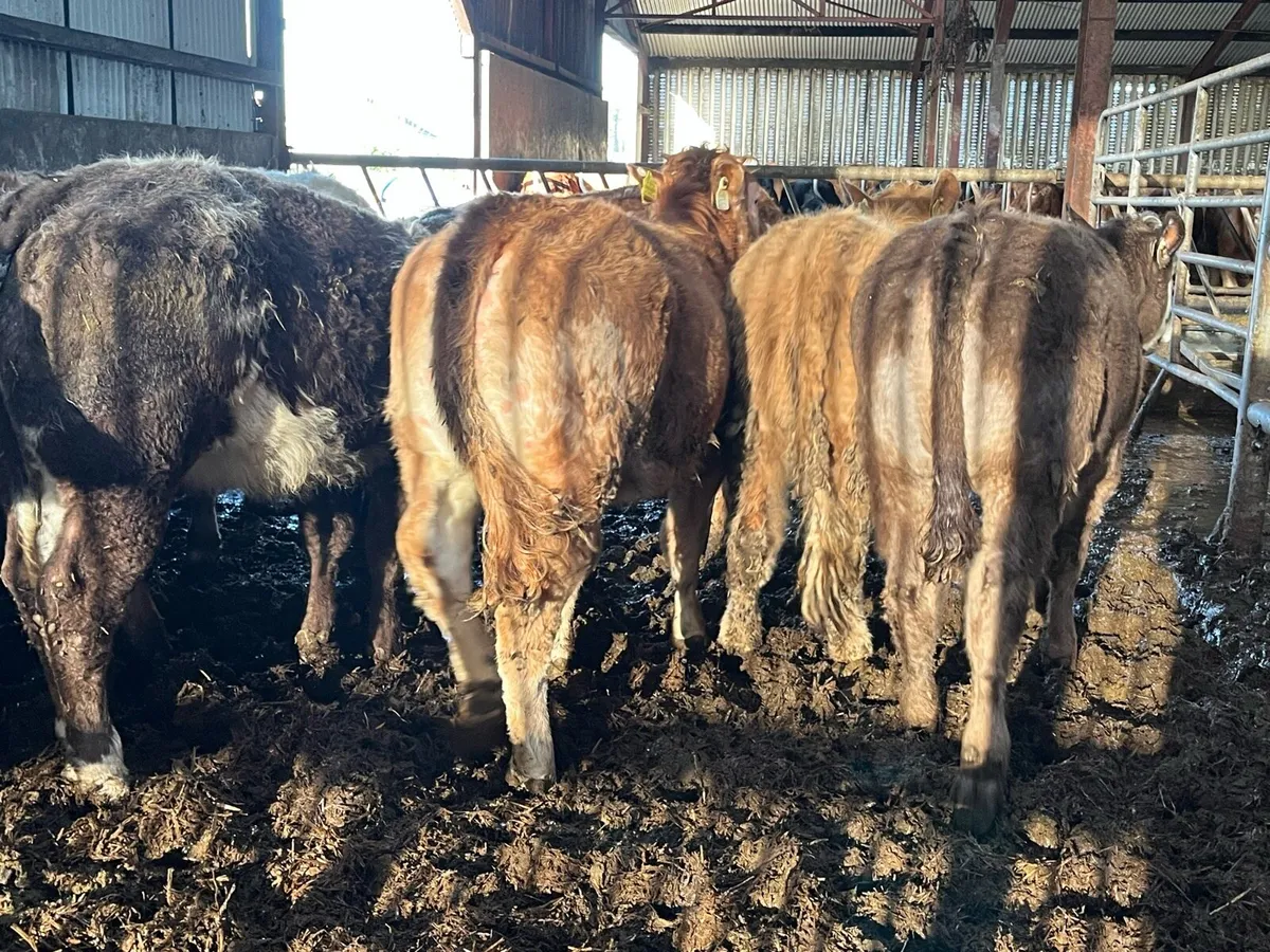 12 Charolais & Limousin Heifers - Image 1