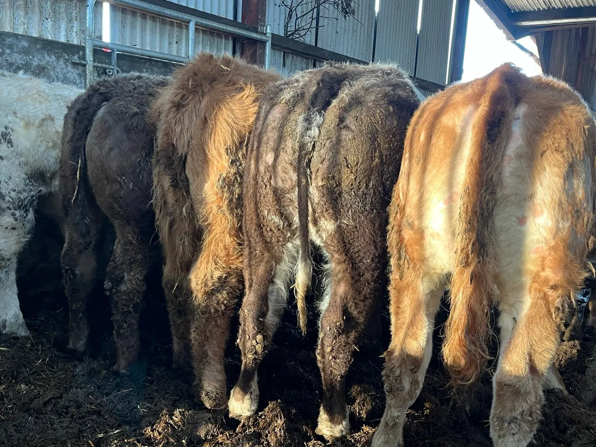 12 Charolais & Limousin Heifers - Image 3