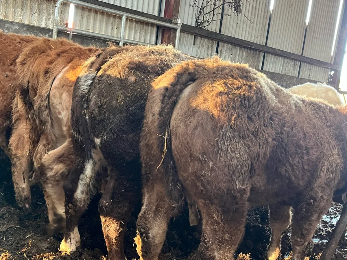 12 Charolais & Limousin Heifers - Image 4