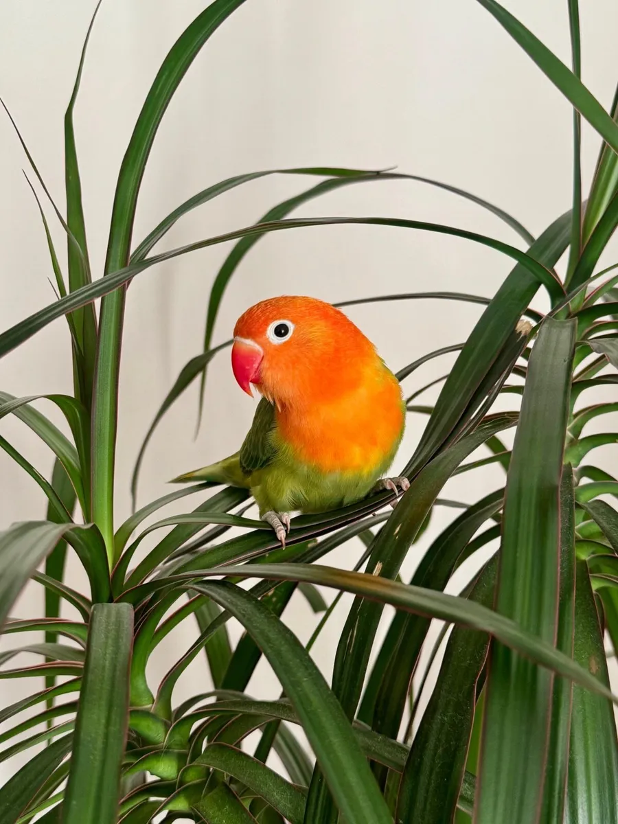 Female lovebird 3 months old