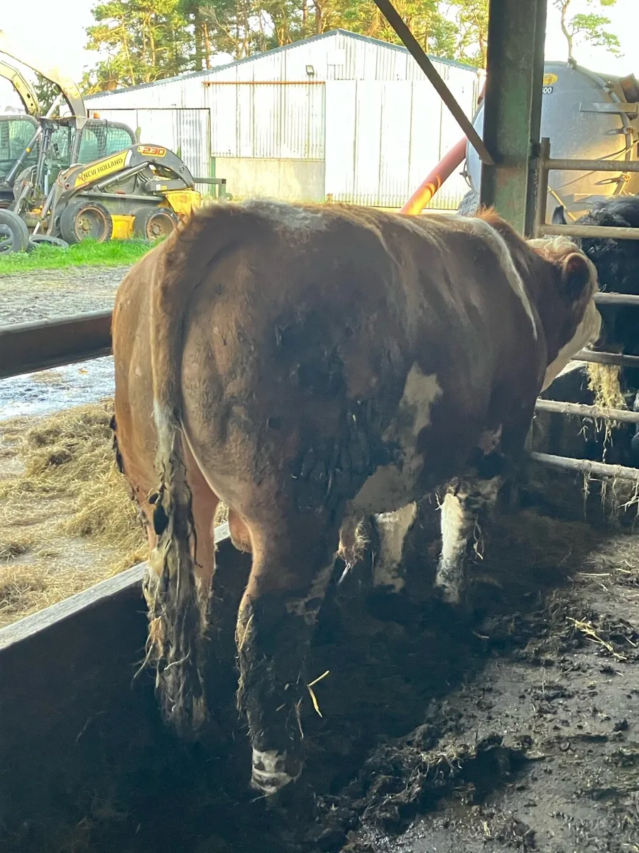 Pedigree Simmental Bull - Image 4