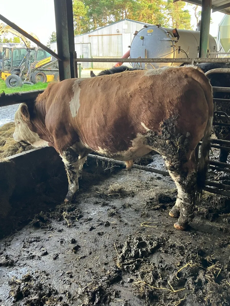 Pedigree Simmental Bull - Image 1