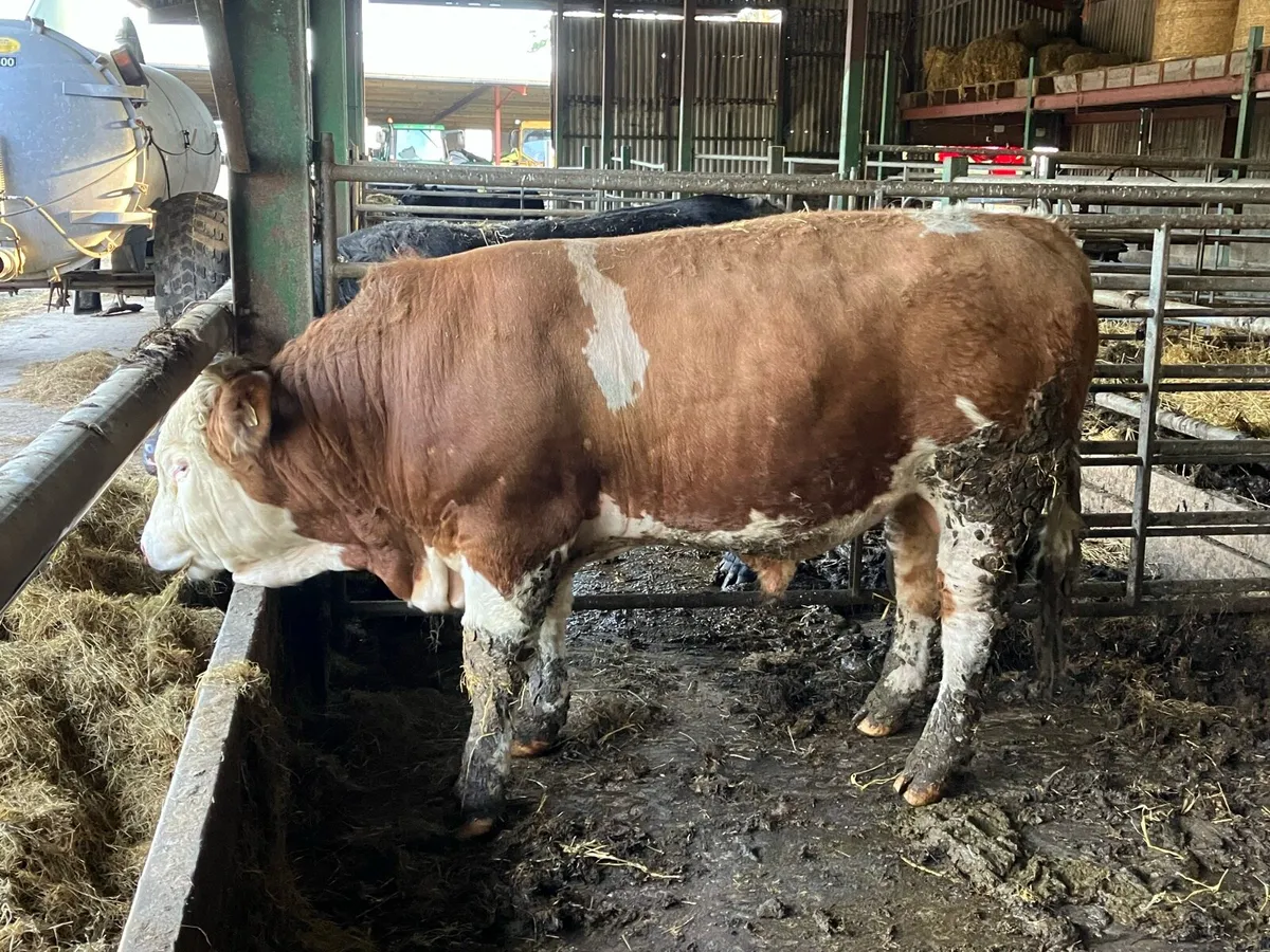 Pedigree Simmental Bull - Image 2