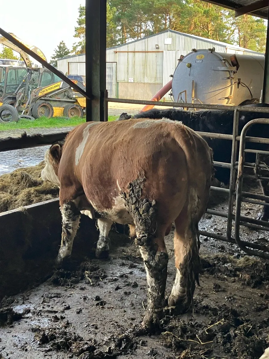 Pedigree Simmental Bull - Image 3