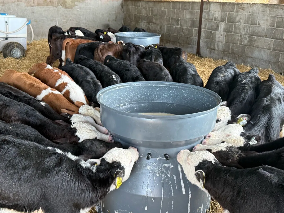 30 Hereford & Angus Bull Calves - Image 4