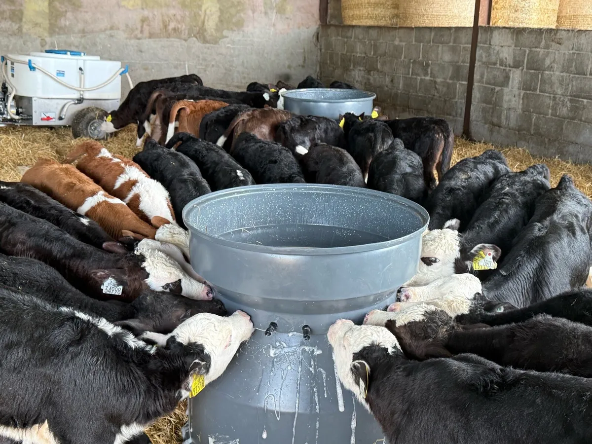 30 Hereford & Angus Bull Calves - Image 1