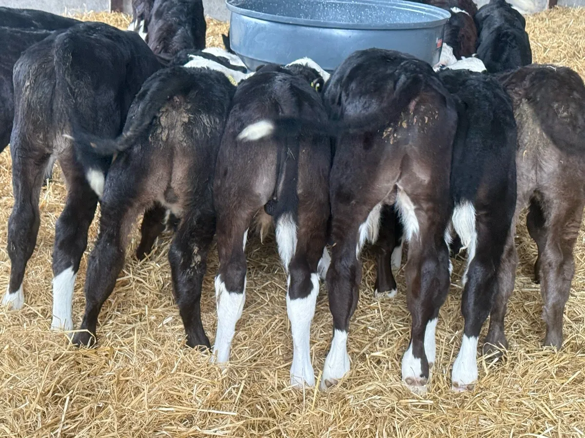 30 Hereford & Angus Bull Calves - Image 2