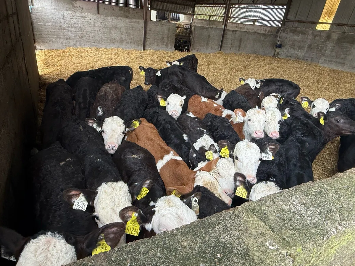 30 Hereford & Angus Bull Calves - Image 3