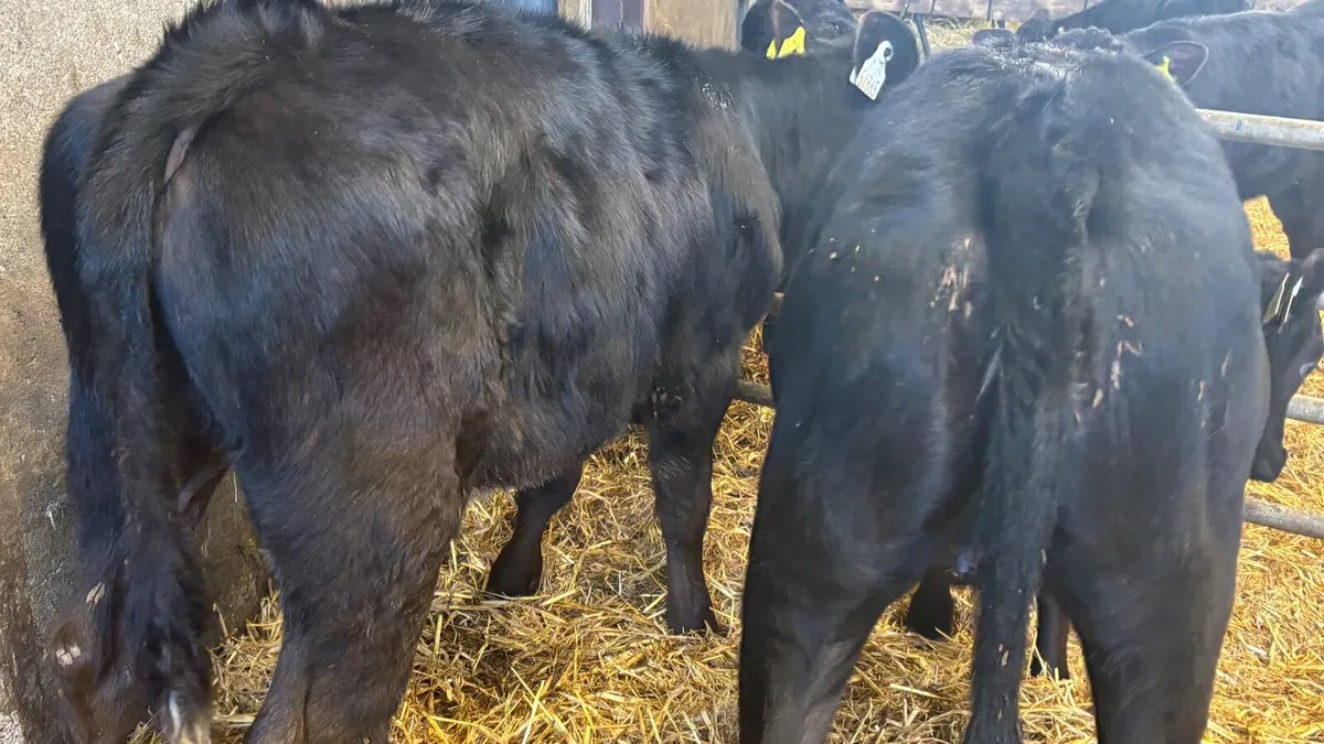 2 Limousin Heifer Runners - Image 4