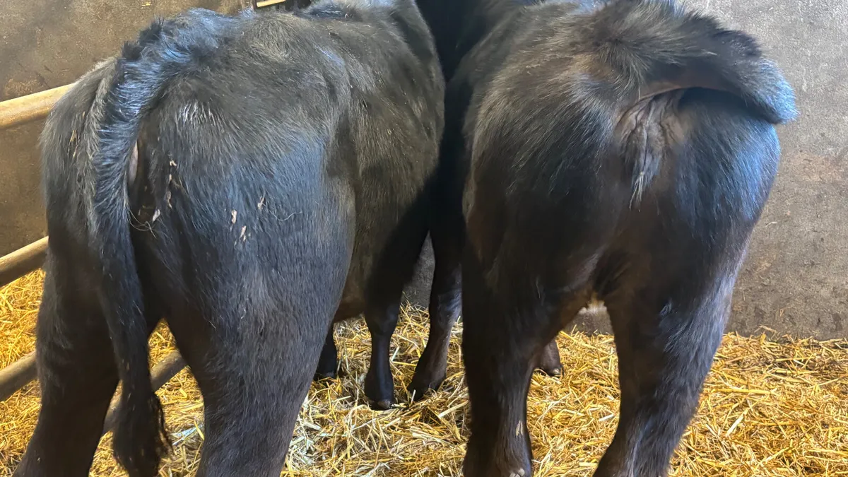 2 Limousin Heifer Runners - Image 2