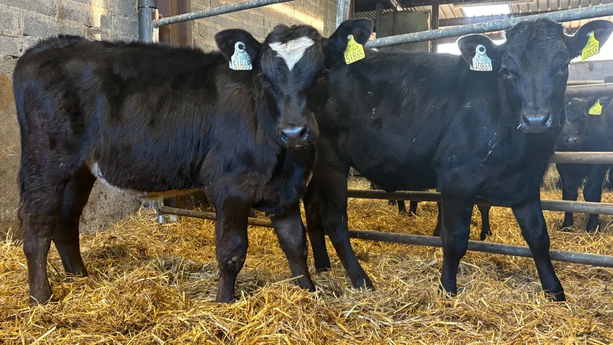 2 Limousin Heifer Runners - Image 1