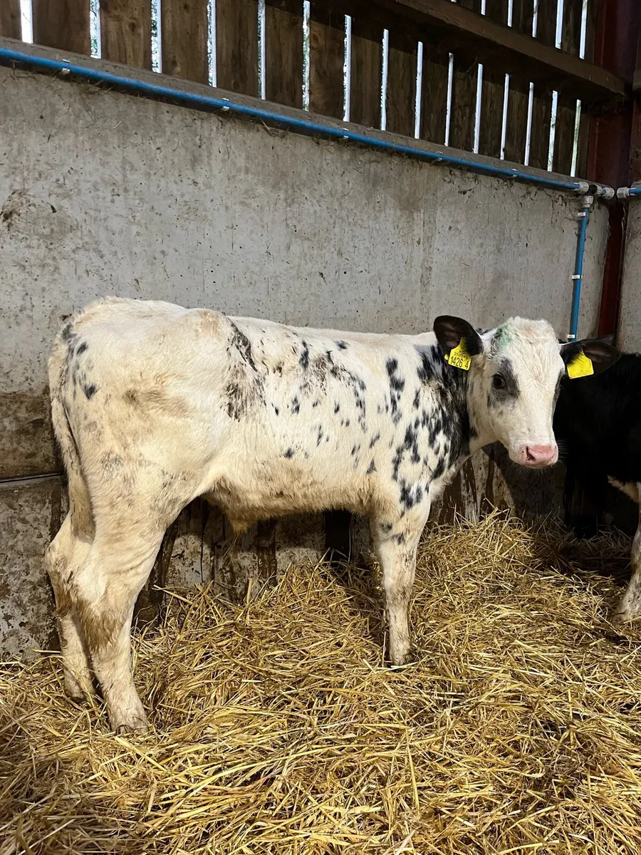 8 Reared Blue Bulls - Image 1