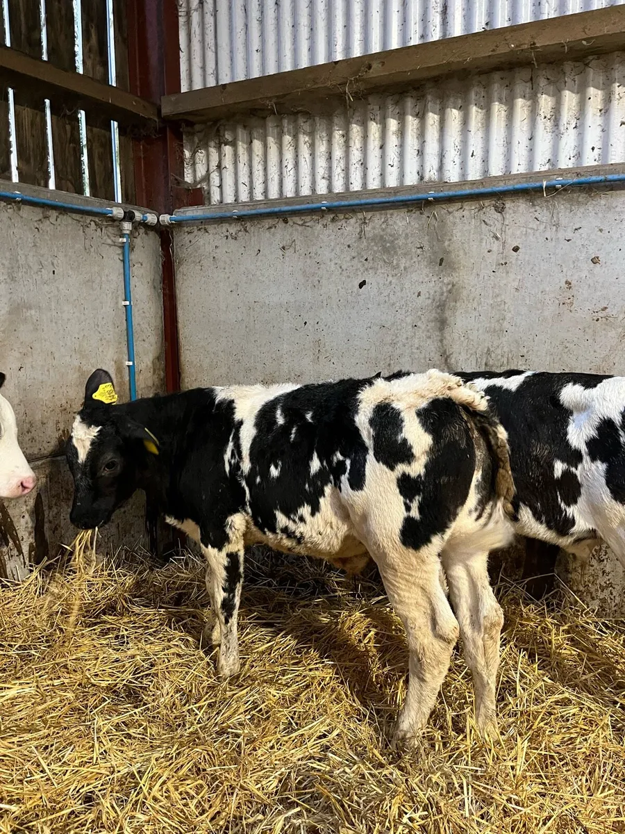 8 Reared Blue Bulls - Image 2