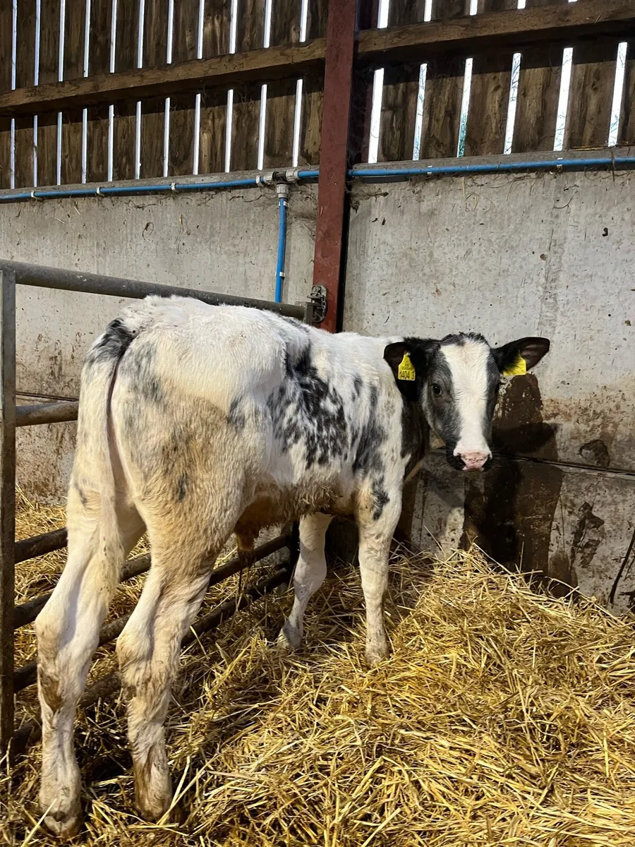 8 Reared Blue Bulls - Image 3