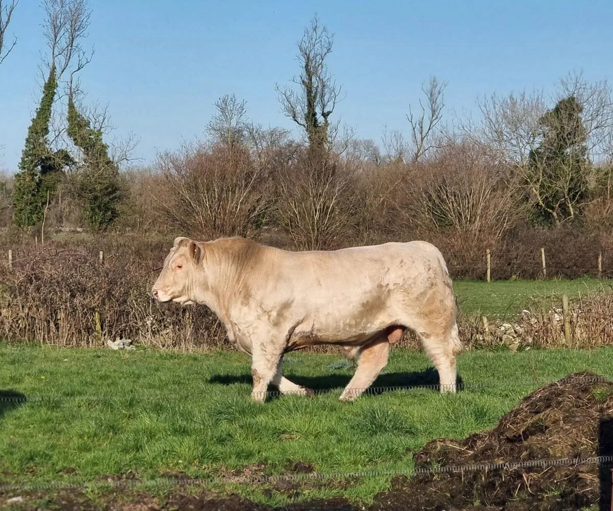Purebred charloais Bull - Image 2