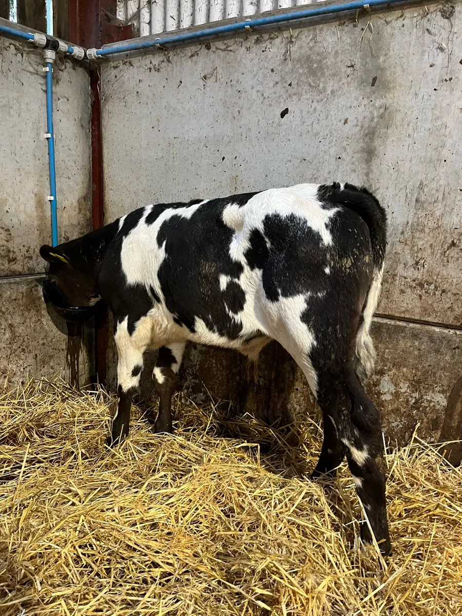 8 Reared Blue Bulls - Image 4