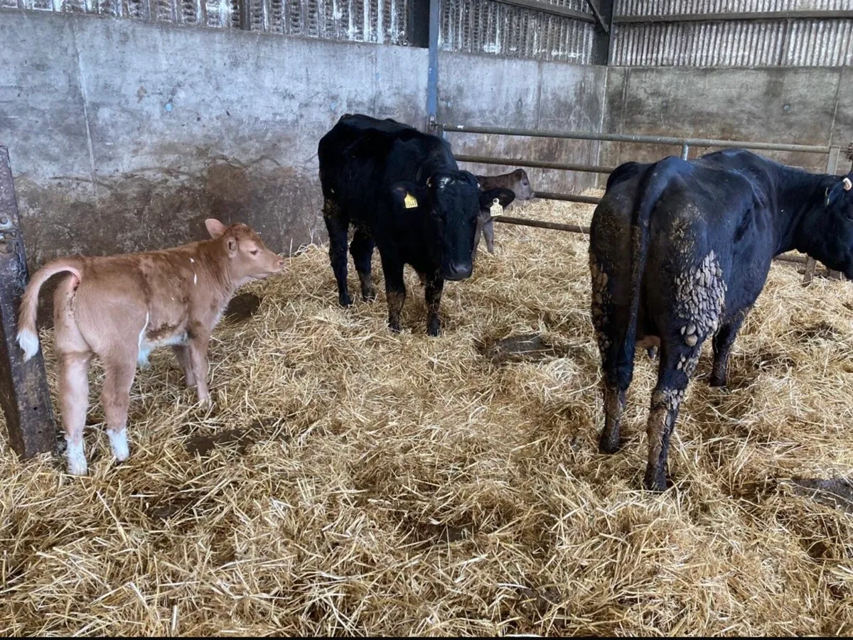 Cows and calves - Image 1