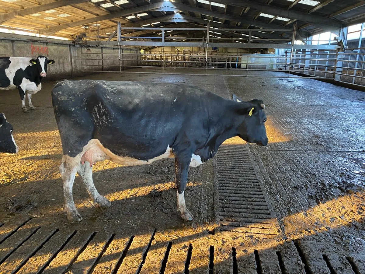 Hol/Fr  May/June Calvers - Image 1