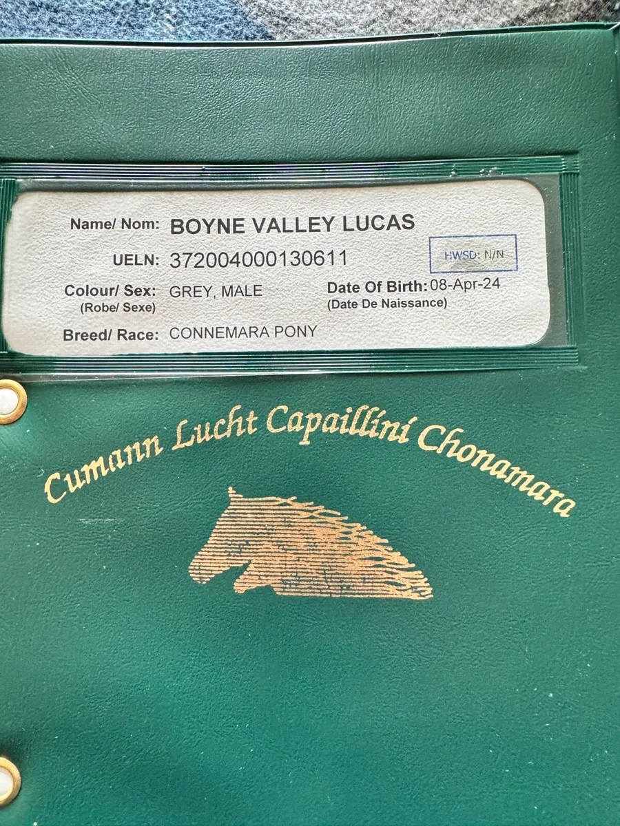 2yr Connemara Colt (strong stallion potential) - Image 2