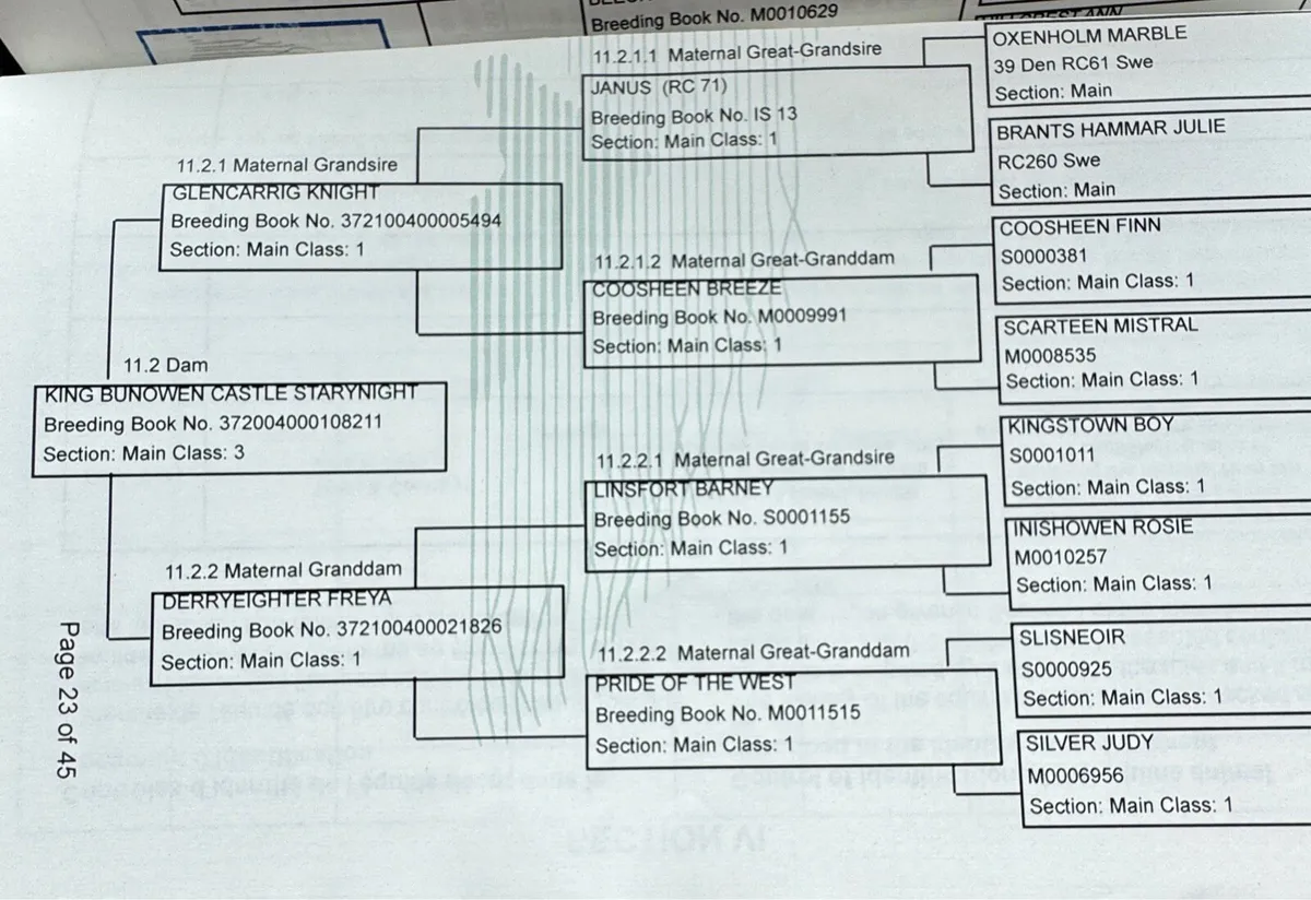 2yr Connemara Colt (strong stallion potential) - Image 3