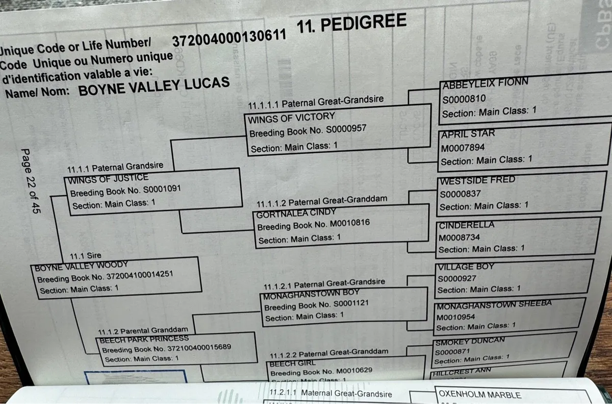 2yr Connemara Colt (strong stallion potential) - Image 4