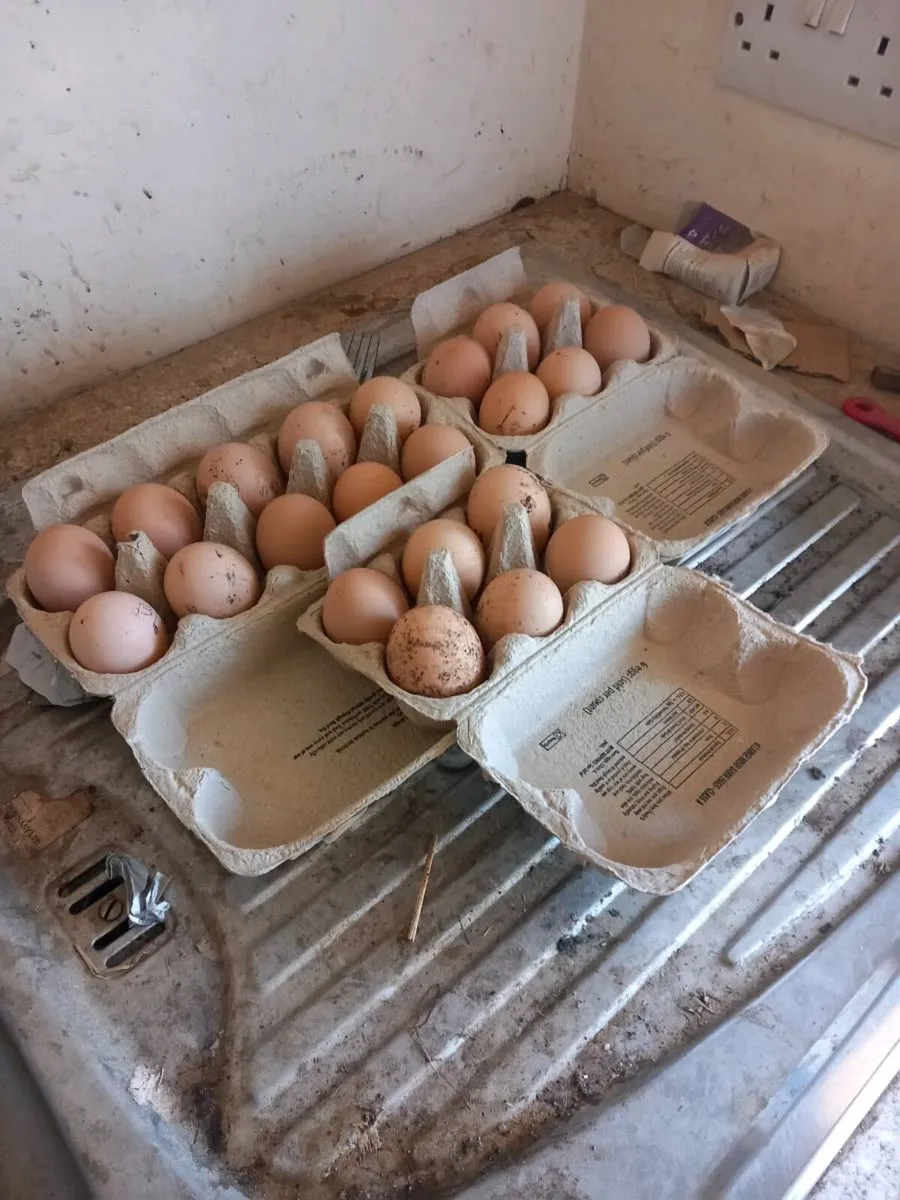 Hatching Eggs ........ - Image 2