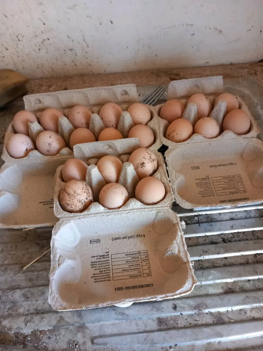 Hatching Eggs ........ - Image 3