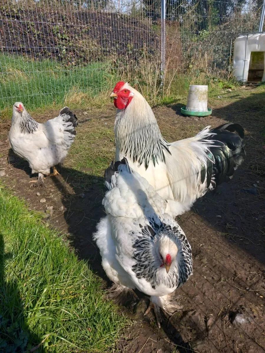 Hatching Eggs ........ - Image 4