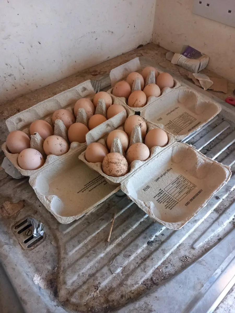 Hatching Eggs ........ - Image 1