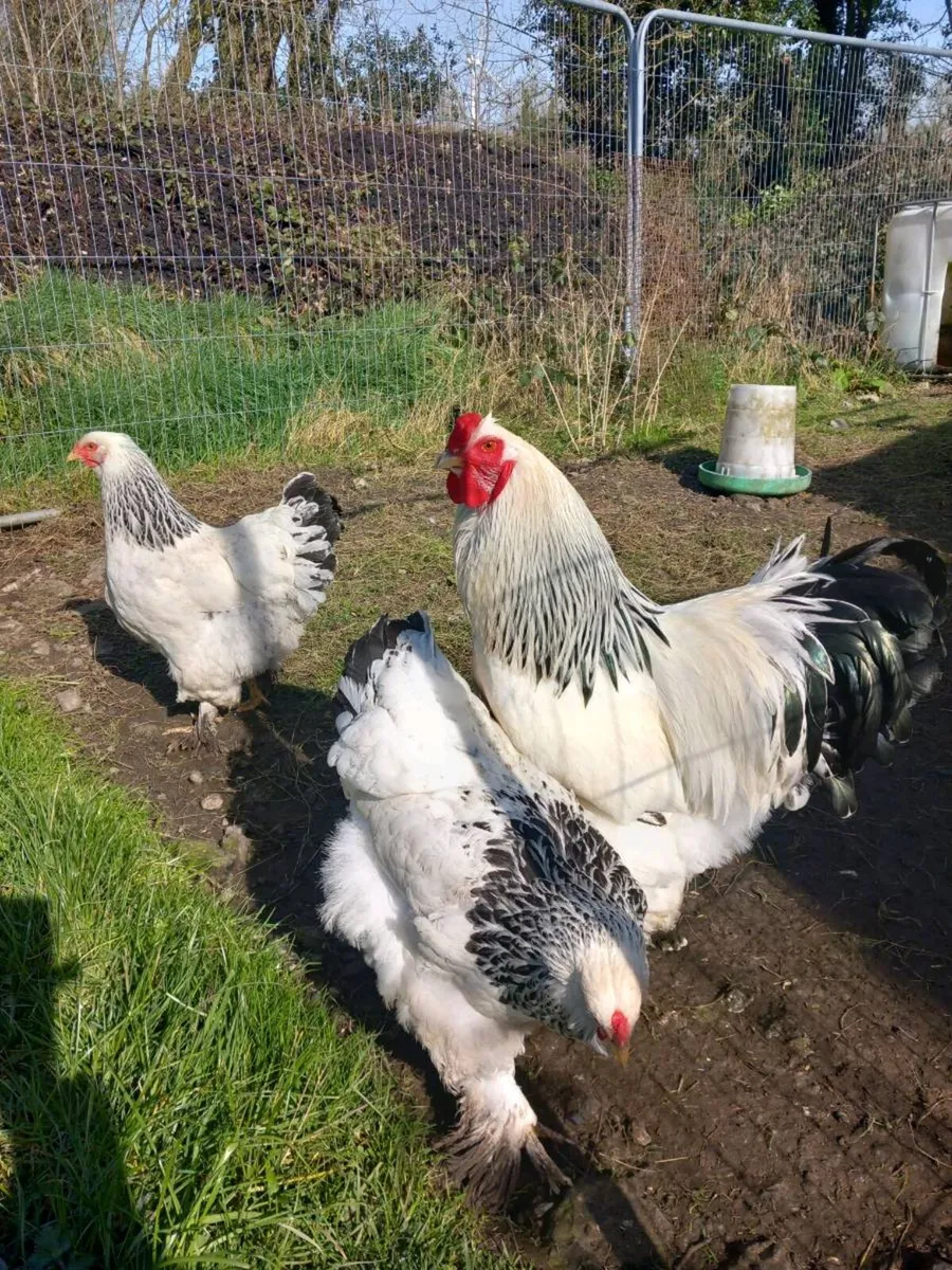 Hatching Eggs and a Rooster....... - Image 4